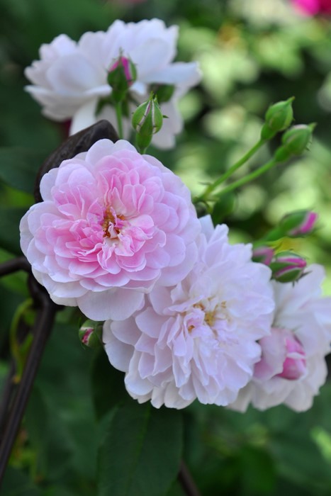 ���ߵ����ġۥХ��� �֥�å���Υ良�å� ���� 6��ȭ�����ʡ�J-OB10��