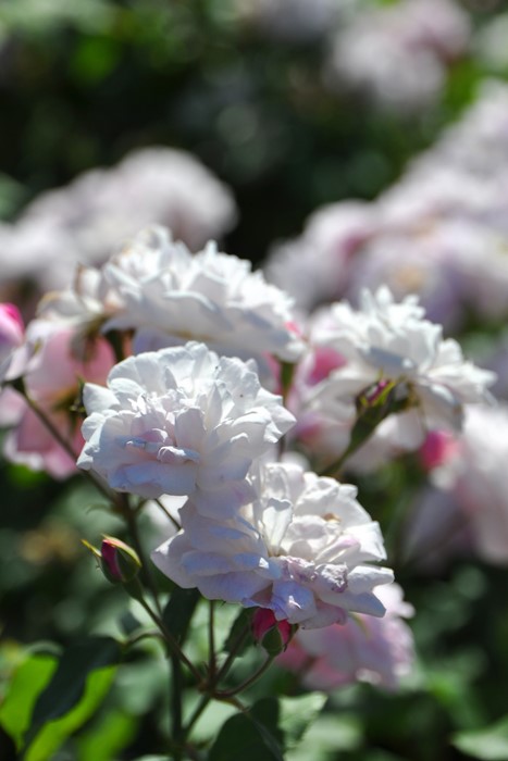 ���ߵ����ġۥХ��� �֥�å���Υ良�å� ���� 6��ȭ�����ʡ�J-OB10��