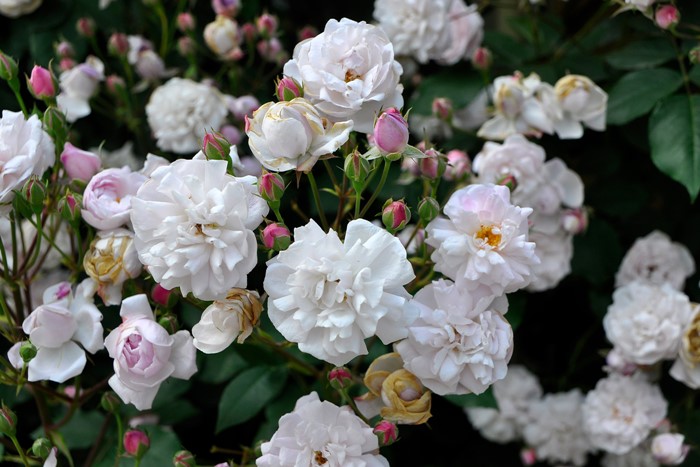 ���ߵ����ġۥХ��� �֥�å���Υ良�å� ���� 6��ȭ�����ʡ�J-OB10��