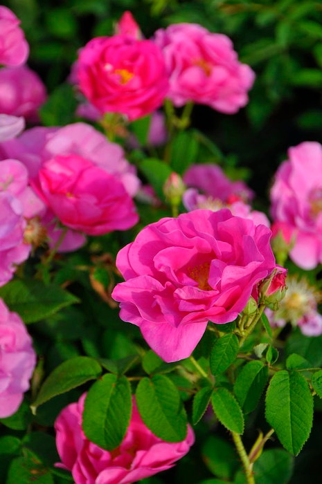 �Х��ġ����ġۥ������ꥫ���ե����ʥꥹ ���� 6��ȭ�����ʡ�J-OC20��