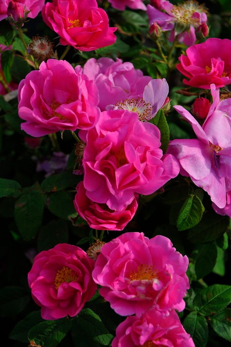 �Х��ġ����ġۥ������ꥫ���ե����ʥꥹ ���� 6��ȭ�����ʡ�J-OC20��