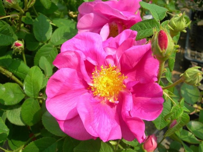 �Х��ġ����ġۥ������ꥫ���ե����ʥꥹ ���� 6��ȭ�����ʡ�J-OC20��