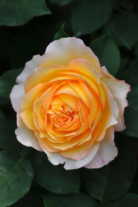 Хġġۥӡ  6ȭʡJ-FL20