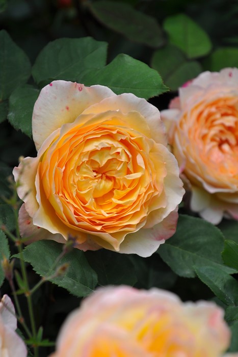 Хġġۥӡ  6ȭʡJ-FL20