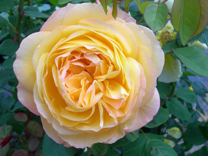 Хġġۥӡ  6ȭʡJ-FL20