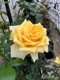 Хġ6濷ġۥ󥽥쥤  6ȭʡӿ建 ʼϿдϡIR-IRO32024ʼ
