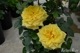 Хġ6濷ġۥ󥽥쥤  6ȭʡӿ建 ʼϿдϡIR-IRO32024ʼ