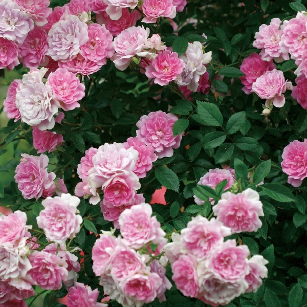 �Х��ġ����ġۤᤤ�ڲ��� ���� 6��ȭ�����ʡη����ʼ�ϡ�KMG-KMG��