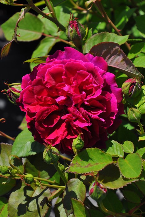 3562 外国切手 アルバニア 1967年 バラ 8種完