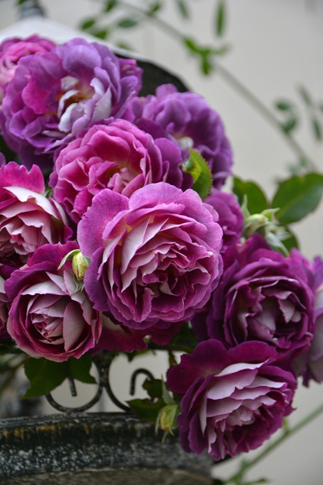 ġۥХ ե  6ȭʡӿ建 ϿʼϡJ-RO