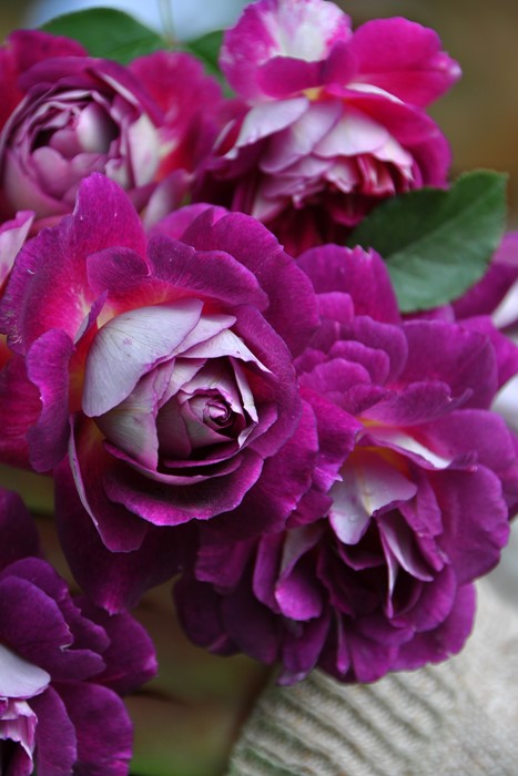 ġۥХ ե  6ȭʡӿ建 ϿʼϡJ-RO