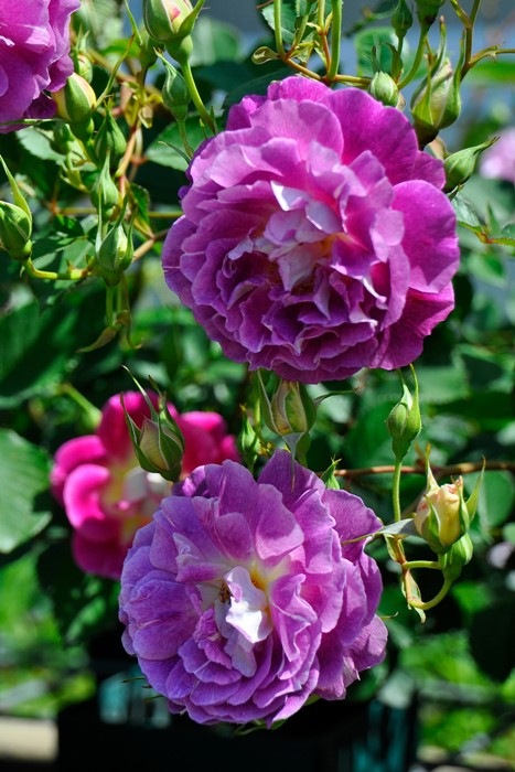 ġۥХ ե  6ȭʡӿ建 ϿʼϡJ-RO