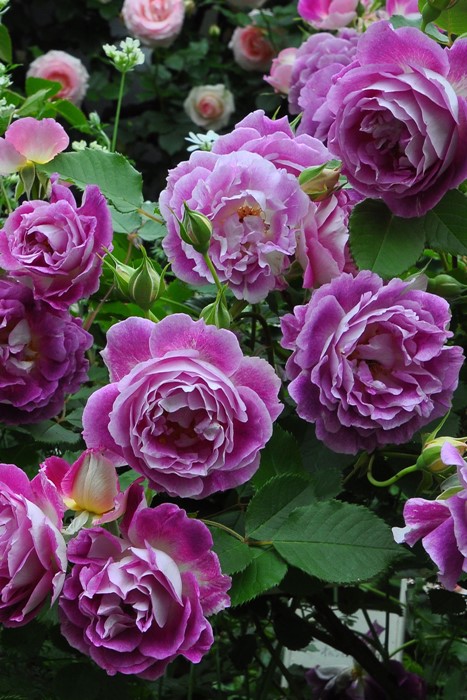 ġۥХ ե  6ȭʡӿ建 ϿʼϡJ-RO