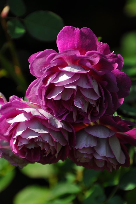 ġۥХ ե  6ȭʡӿ建 ϿʼϡJ-RO