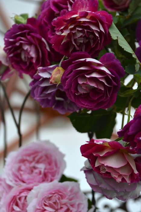 ġۥХ ե  6ȭʡӿ建 ϿʼϡJ-RO