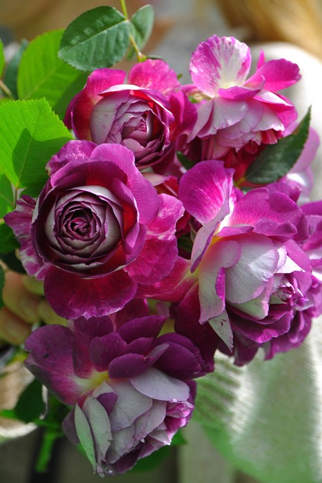 ġۥХ ե  6ȭʡӿ建 ϿʼϡJ-RO