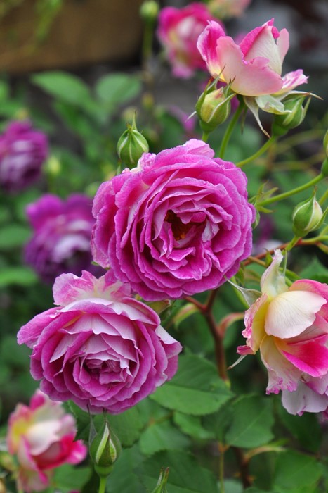 ġۥХ ե  6ȭʡӿ建 ϿʼϡJ-RO