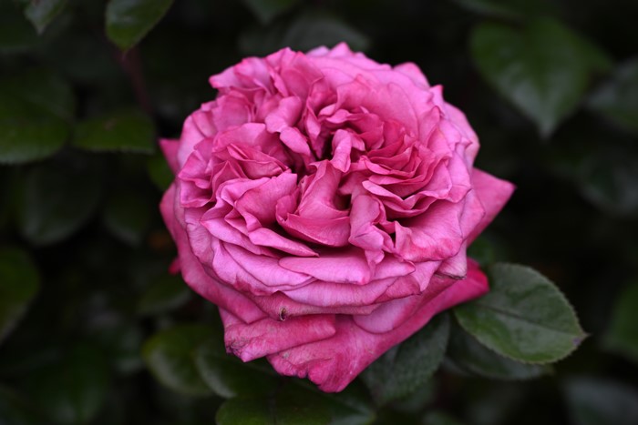 ġۥХ   6ȭʡӿ建 ʼϿдϡHan-DEL