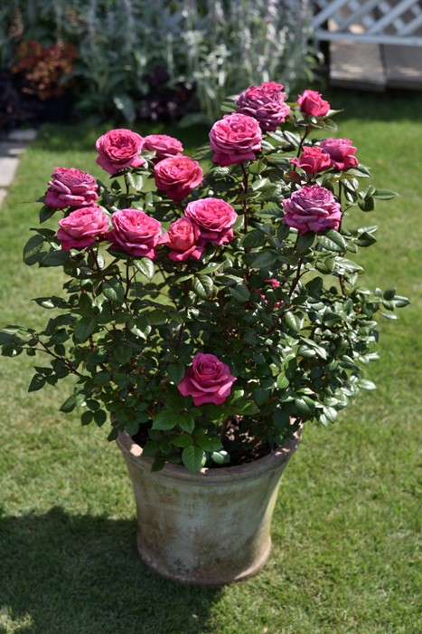 ġۥХ   6ȭʡӿ建 ʼϿдϡHan-DEL