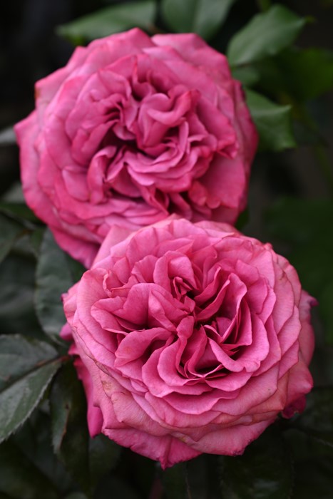 ġۥХ   6ȭʡӿ建 ʼϿдϡHan-DEL