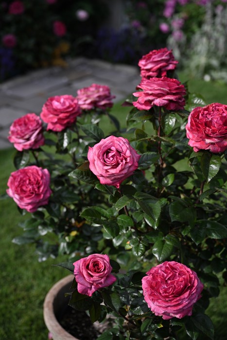 ġۥХ   6ȭʡӿ建 ʼϿдϡHan-DEL