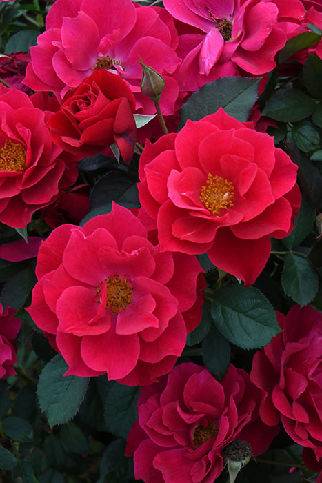 ���ߵ����ġۥХ��� ���Ѳ��� �� ���� 6��ȭ�����ʡ����ӿ建�� �ʼ���Ͽ�д���ϡ�J-RP�ա�1201�����