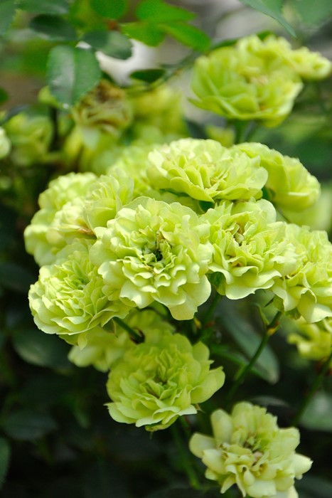 ���ߵ����ġۥХ��� ���꡼�󥢥��� ���� 6��ȭ�����ʡ�J-MIN10��