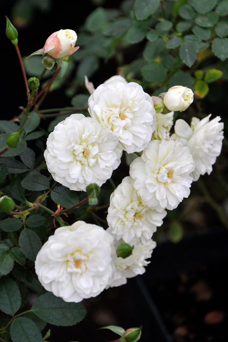 ���ߵ����ġۥХ��� ���꡼�󥢥��� ���� 6��ȭ�����ʡ�J-MIN10��