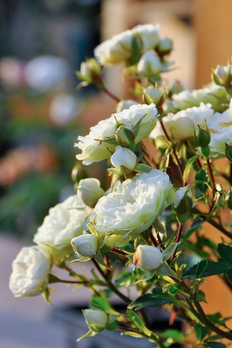 ���ߵ����ġۥХ��� ���꡼�󥢥��� ���� 6��ȭ�����ʡ�J-MIN10��