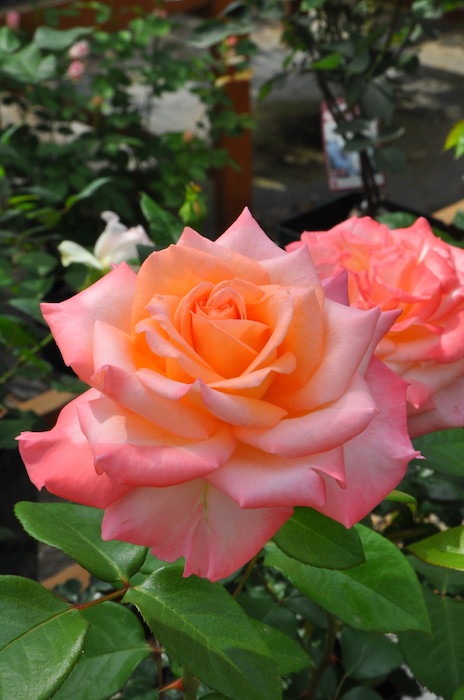 ���ߵ����ġۥХ��� �����ϥȡ��֤��� ���� 6��ȭ�����ʡη����ʼ�ϡ�JB-YR��