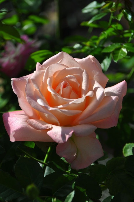 ���ߵ����ġۥХ��� �����ϥȡ��֤��� ���� 6��ȭ�����ʡη����ʼ�ϡ�JB-YR��