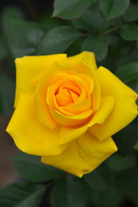 ���ߵ����ġۥХ��� ����ɥ����쥤�� ���� 6��ȭ�����ʡ����ӿ建�� ��Ͽ�ʼ�ϡ�J-IRM3�ա�1120�����