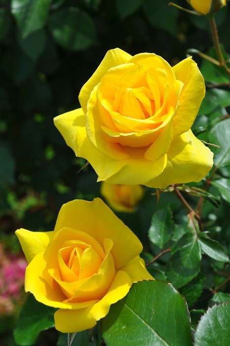 ���ߵ����ġۥХ��� ����ɥ����쥤�� ���� 6��ȭ�����ʡ����ӿ建�� ��Ͽ�ʼ�ϡ�J-IRM3�ա�1120�����