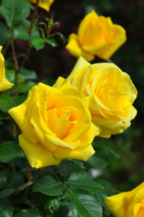 ���ߵ����ġۥХ��� ����ɥ����쥤�� ���� 6��ȭ�����ʡ����ӿ建�� ��Ͽ�ʼ�ϡ�J-IRM3�ա�1120�����