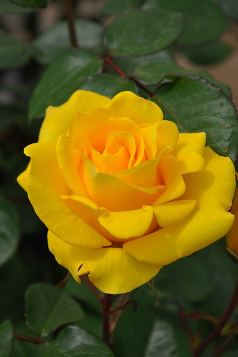 ���ߵ����ġۥХ��� ����ɥ����쥤�� ���� 6��ȭ�����ʡ����ӿ建�� ��Ͽ�ʼ�ϡ�J-IRM3�ա�1120�����