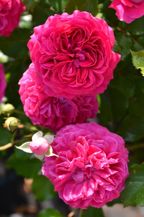 Хġġۥե졼  6ȭʡӿ建 ϿʼϡJ-RO