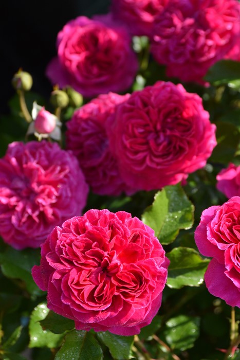 Хġġۥե졼  6ȭʡӿ建 ϿʼϡJ-RO