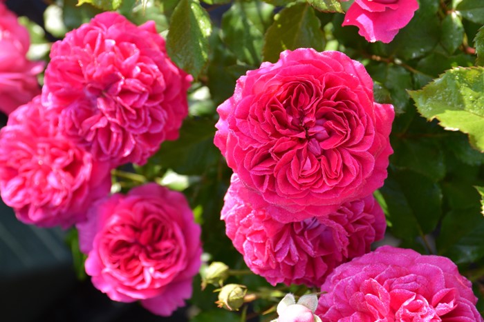 Хġġۥե졼  6ȭʡӿ建 ϿʼϡJ-RO