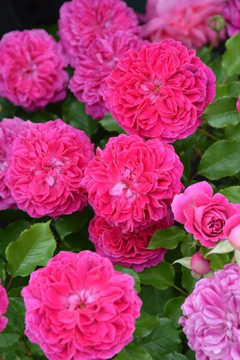 Хġġۥե졼  6ȭʡӿ建 ϿʼϡJ-RO