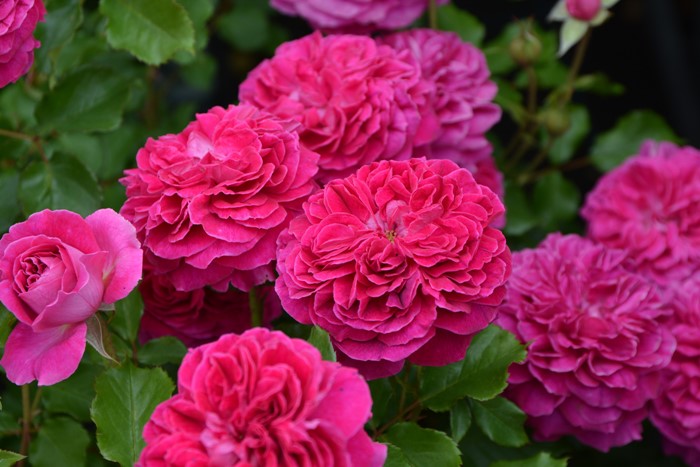 Хġġۥե졼  6ȭʡӿ建 ϿʼϡJ-RO