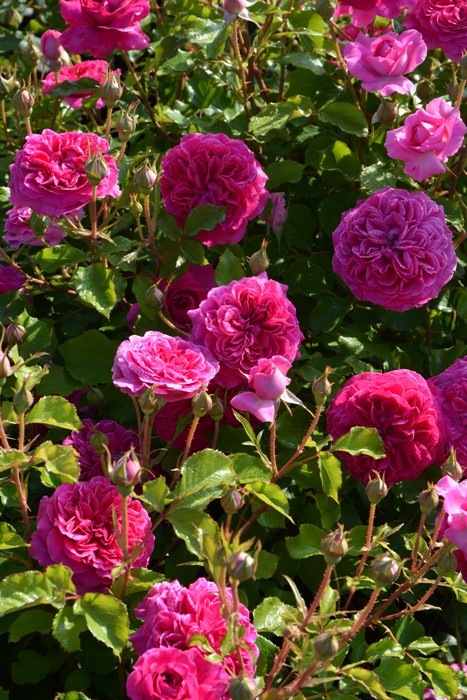 Хġġۥե졼  6ȭʡӿ建 ϿʼϡJ-RO