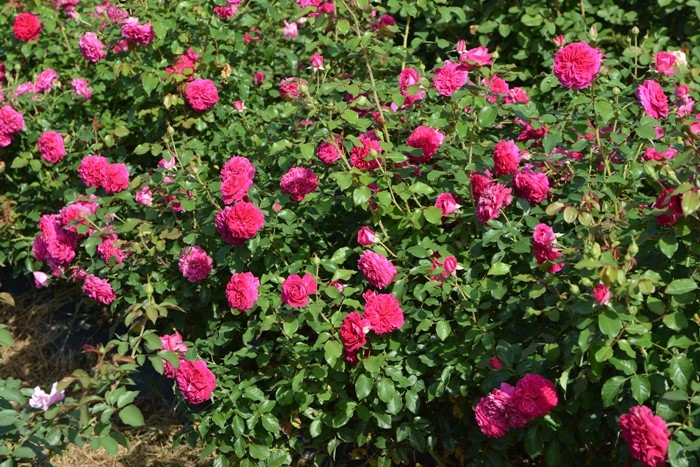 Хġġۥե졼  6ȭʡӿ建 ϿʼϡJ-RO