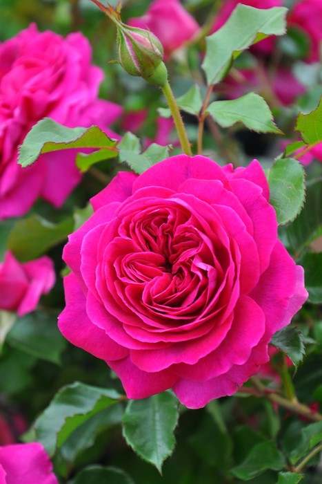 Хġġۥե졼  6ȭʡӿ建 ϿʼϡJ-RO