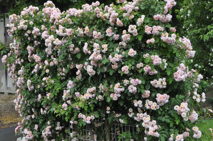 大苗 バラ苗 コーネリア Hmsk薄桃 国産苗 6号鉢植え品 J Mc テーマで選ぶバラ 美しく良く咲くバラ 0選 つる性 大苗 バラの家 公式本店 ロサオリエンティス