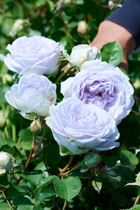 ���ߵ����ġۥХ��� �ݥ�ȥ֥롼 ���� 6��ȭ�����ʡ����ӿ建�� �ʼ���Ͽ�д���ϡ�J-RP�ա�0116�����