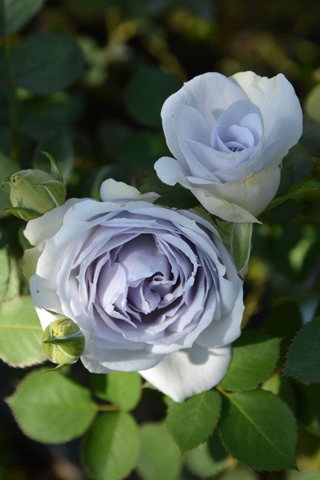 ���ߵ����ġۥХ��� �ݥ�ȥ֥롼 ���� 6��ȭ�����ʡ����ӿ建�� �ʼ���Ͽ�д���ϡ�J-RP�ա�0116�����