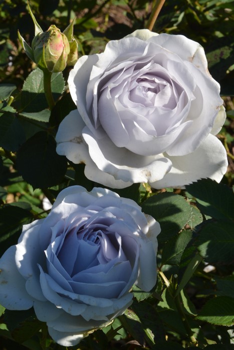 ���ߵ����ġۥХ��� �ݥ�ȥ֥롼 ���� 6��ȭ�����ʡ����ӿ建�� �ʼ���Ͽ�д���ϡ�J-RP�ա�0116�����