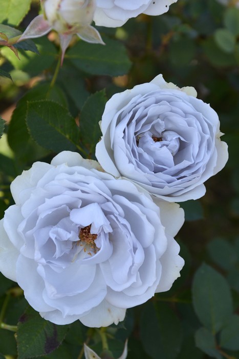 ���ߵ����ġۥХ��� �ݥ�ȥ֥롼 ���� 6��ȭ�����ʡ����ӿ建�� �ʼ���Ͽ�д���ϡ�J-RP�ա�0116�����