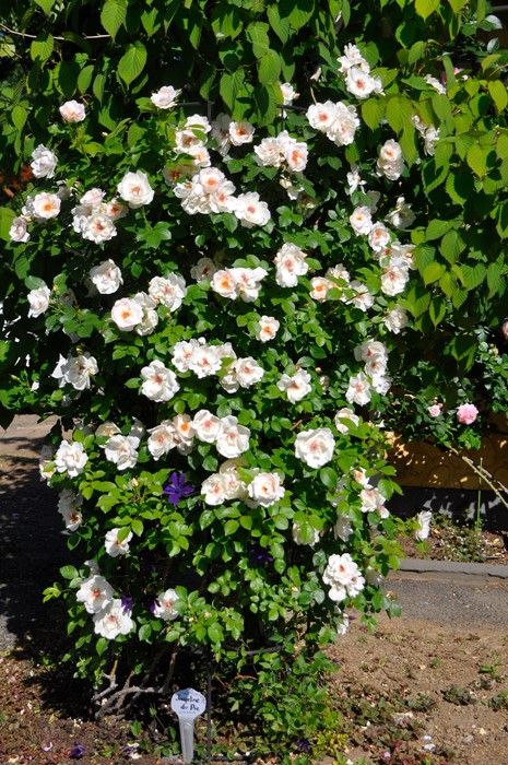 ���ߵ����ġۥХ��� ���㥯�꡼�̥ǥ�ץ� ���� 6��ȭ�����ʡ�J-CL10��