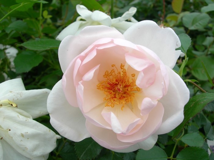 ���ߵ����ġۥХ��� ���㥯�꡼�̥ǥ�ץ� ���� 6��ȭ�����ʡ�J-CL10��